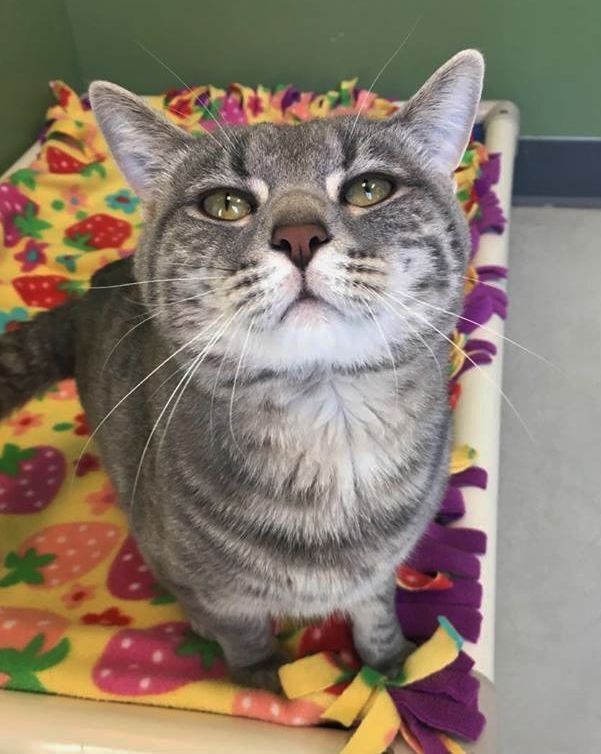 Gandalf